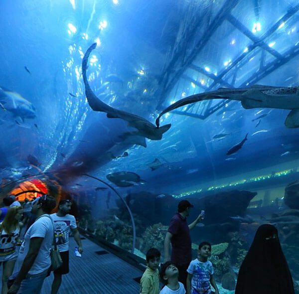 Dubai Aquarium & Underwater Zoo - Penguin Cove Tickets